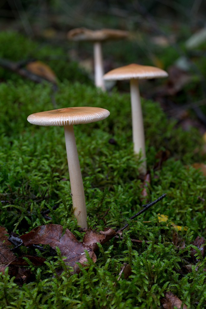 paddenstoel paddenstoelen paddestoel paddestoelen schimmel zwam schimmels zwammen hdr paddo paddos champignon champignons herfst najaar
